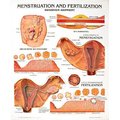 Denoyer-Geppert Charts/Posters, Menstruation/Fertilization Mounted 1333-10